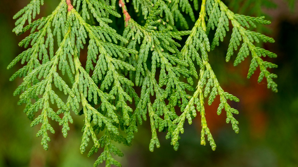 Warum keine Eibe im Garten?